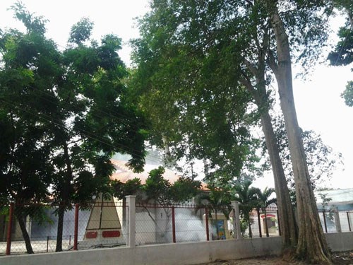Rừng[-]dầu[-]“thọ”[-]hàng[-]trăm[-]năm[-]ở[-]Biên[-]Hòa